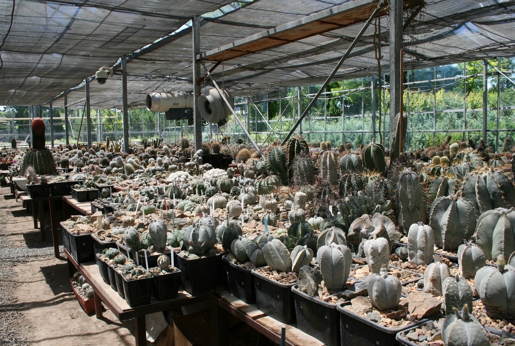 Коллекция Басараба Попа (Констанца, Румыния)