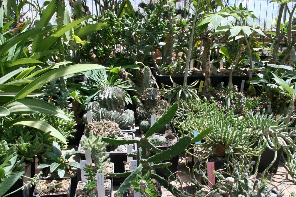 Коллекция Басараба Попа (Констанца, Румыния)