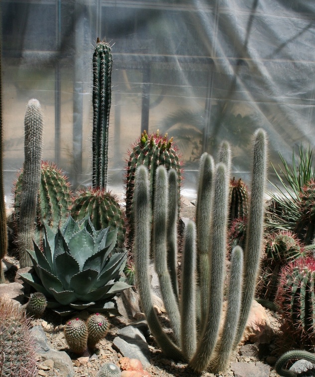 Коллекция Басараба Попа (Констанца, Румыния)