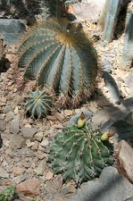 Коллекция Басараба Попа (Констанца, Румыния)