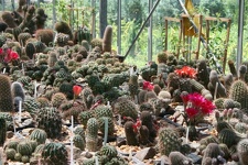 Коллекция Басараба Попа (Констанца, Румыния)