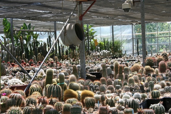 Коллекция Басараба Попа (Констанца, Румыния)