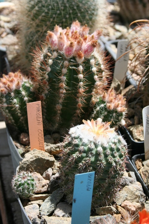 Коллекция Басараба Попа (Констанца, Румыния)