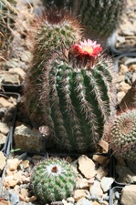 Коллекция Басараба Попа (Констанца, Румыния)