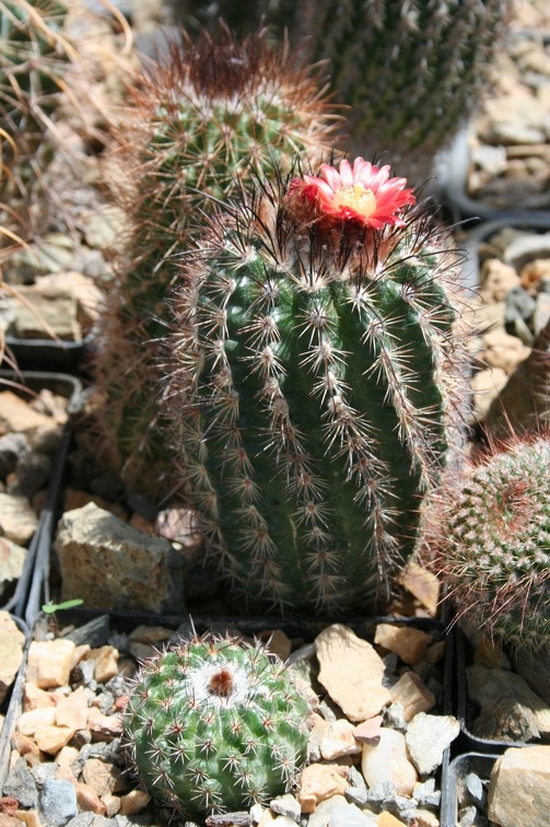 Коллекция Басараба Попа (Констанца, Румыния)