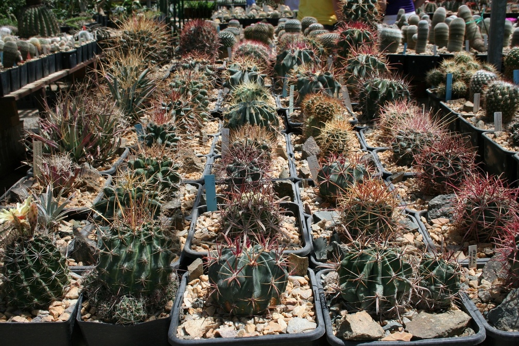 Коллекция Басараба Попа (Констанца, Румыния)