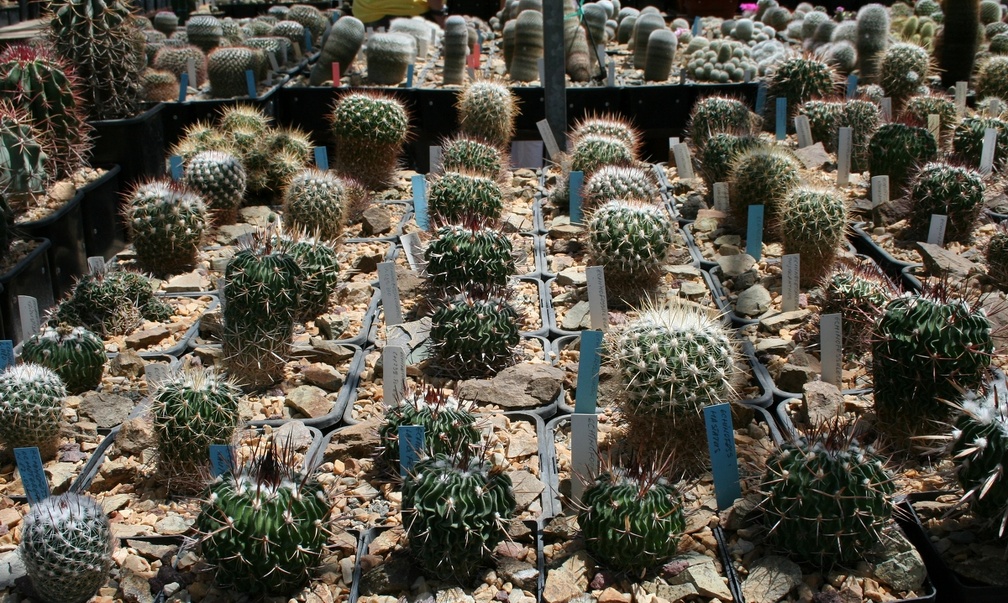 Коллекция Басараба Попа (Констанца, Румыния)