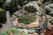 Коллекция Басараба Попа (Констанца, Румыния)