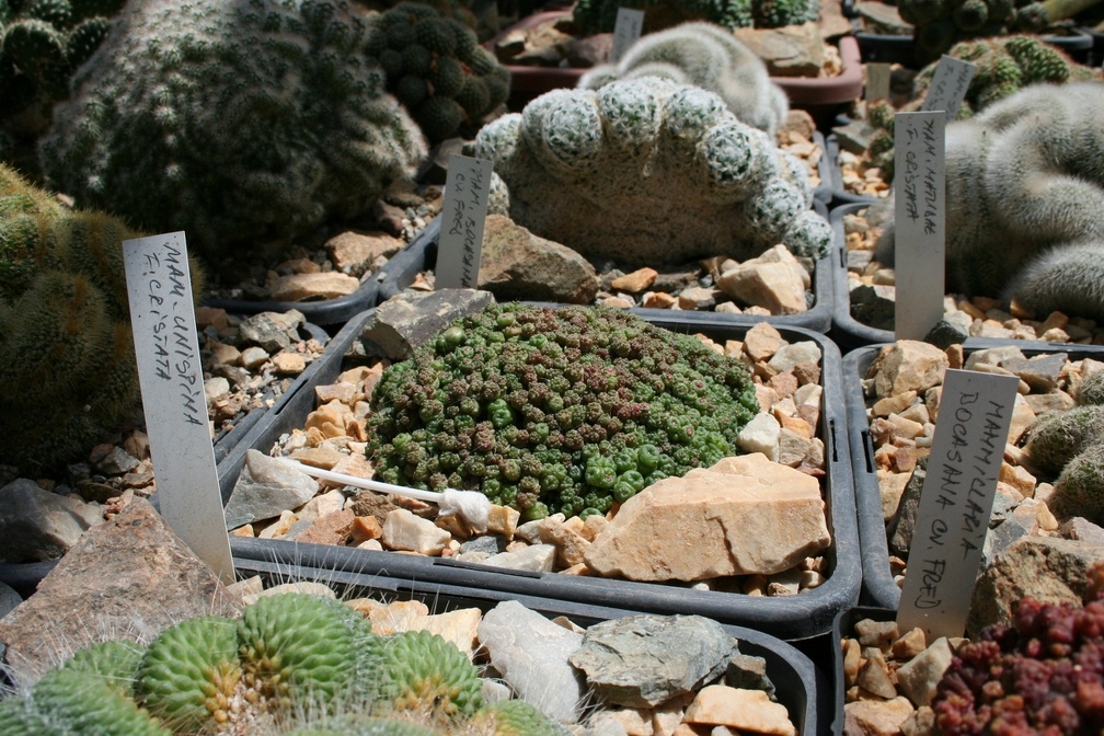 Коллекция Басараба Попа (Констанца, Румыния)