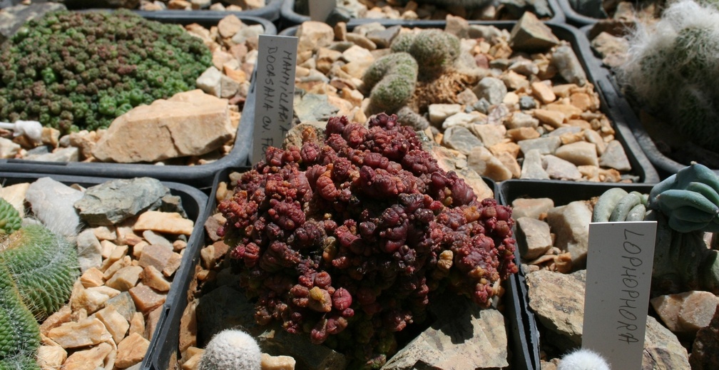 Коллекция Басараба Попа (Констанца, Румыния)