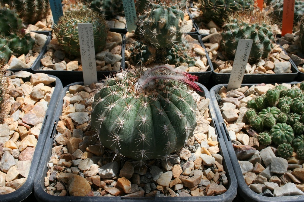 Коллекция Басараба Попа (Констанца, Румыния)