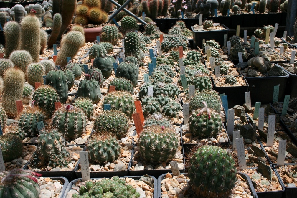 Коллекция Басараба Попа (Констанца, Румыния)