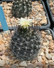 Коллекция Басараба Попа (Констанца, Румыния)