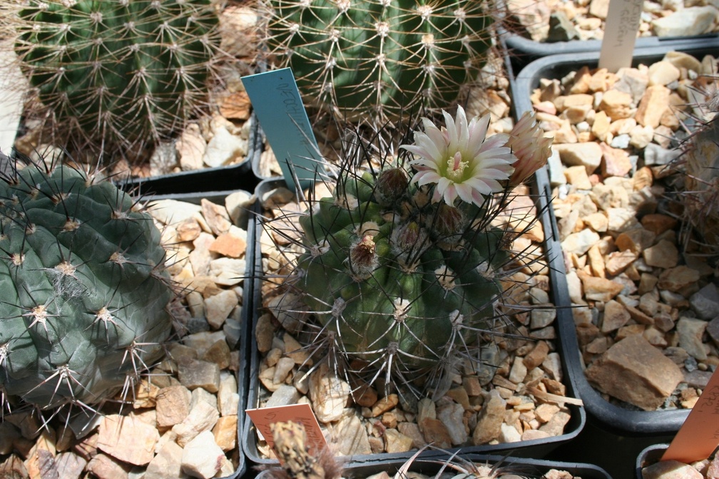 Коллекция Басараба Попа (Констанца, Румыния)