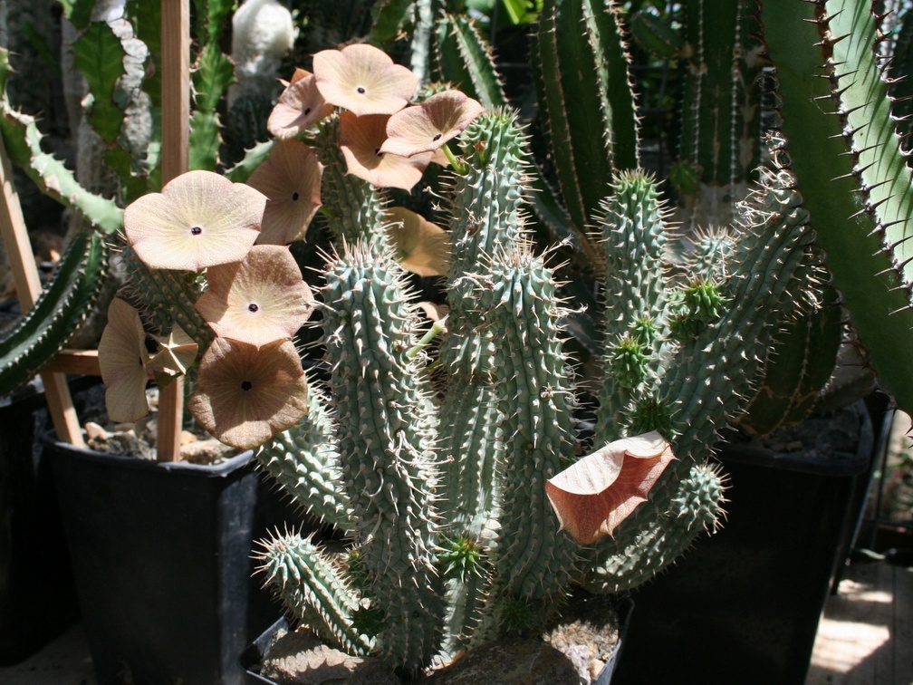 Коллекция Басараба Попа (Констанца, Румыния)