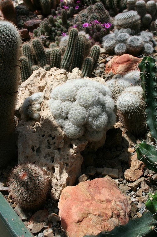 Коллекция Басараба Попа (Констанца, Румыния)