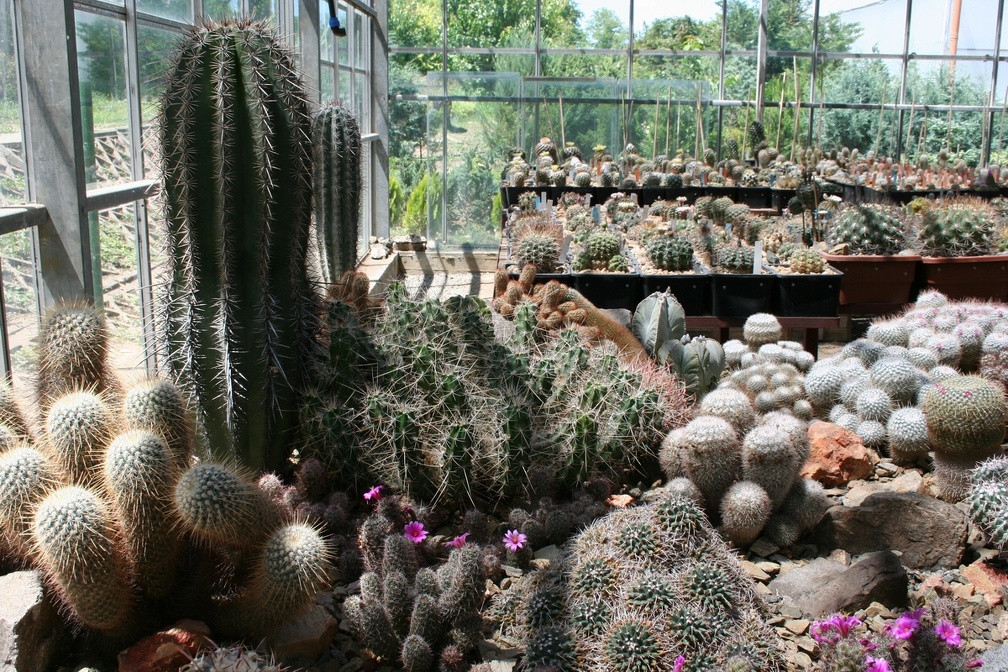 Коллекция Басараба Попа (Констанца, Румыния)