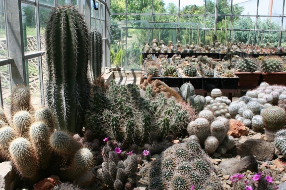 Коллекция Басараба Попа (Констанца, Румыния)