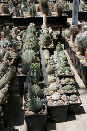 Коллекция Басараба Попа (Констанца, Румыния)