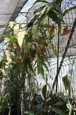 Коллекция Басараба Попа (Констанца, Румыния)