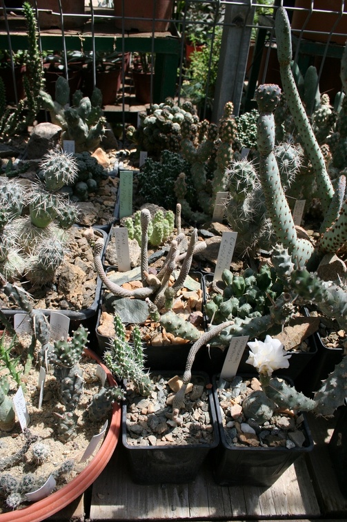 Коллекция Басараба Попа (Констанца, Румыния)