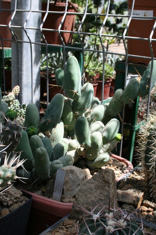 Коллекция Басараба Попа (Констанца, Румыния)