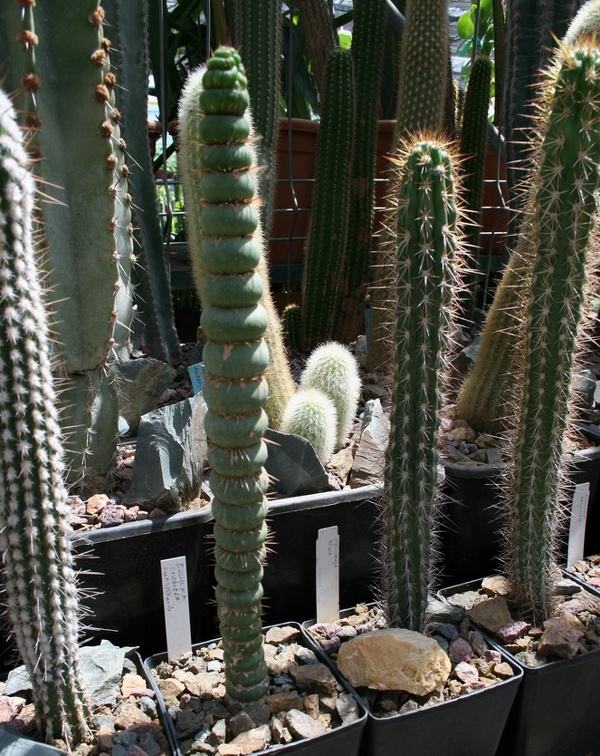 Коллекция Басараба Попа (Констанца, Румыния)