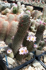 Коллекция Басараба Попа (Констанца, Румыния)