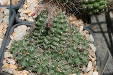 Коллекция Басараба Попа (Констанца, Румыния)