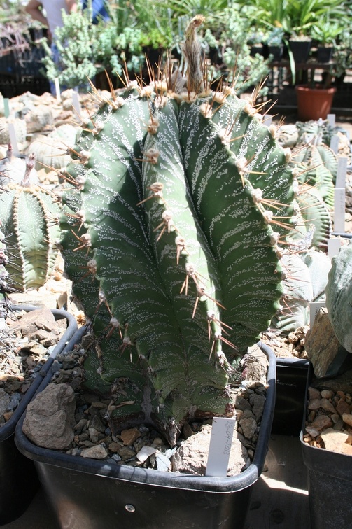 Коллекция Басараба Попа (Констанца, Румыния)