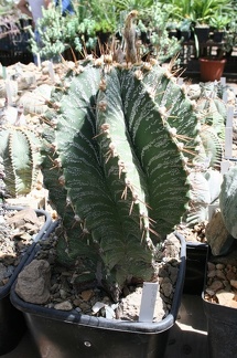 Коллекция Басараба Попа (Констанца, Румыния)