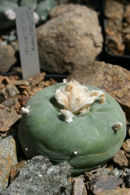 Коллекция Басараба Попа (Констанца, Румыния)