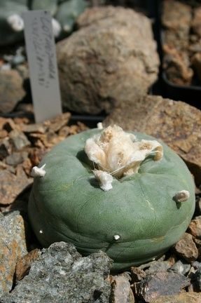 Коллекция Басараба Попа (Констанца, Румыния)