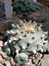 Коллекция Басараба Попа (Констанца, Румыния)