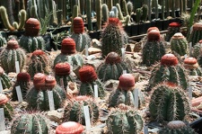 Коллекция Басараба Попа (Констанца, Румыния)