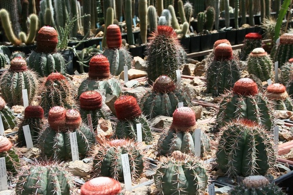 Коллекция Басараба Попа (Констанца, Румыния)