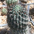 Lobivia sp
