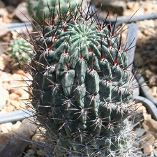 Lobivia sp