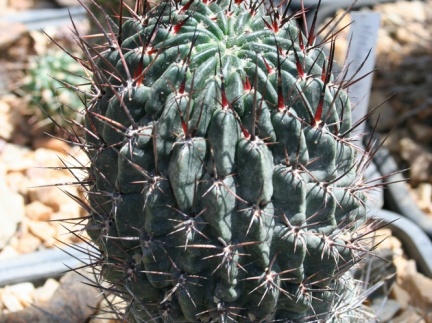 Lobivia sp