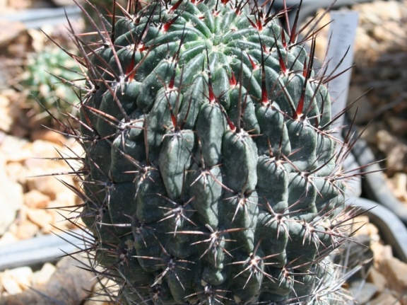 Lobivia sp