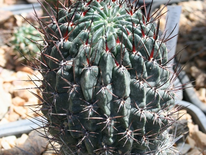 Lobivia sp