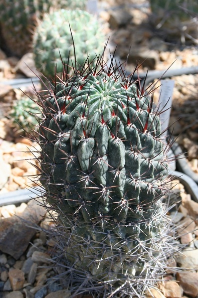 Lobivia_sp.JPG