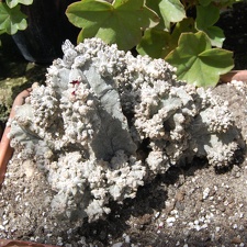 Коллекция Басараба Попа (Констанца, Румыния) (1556 відвідувань) Astrophytum myriostigma cv.'Lotusland'
Фото Оксаны Руденко (Одесса) июнь... Коллекция Басараба Попа (Констанца, Румыния)