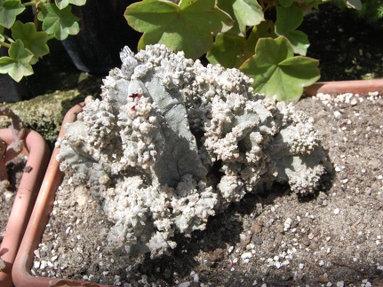 Коллекция Басараба Попа (Констанца, Румыния) (1556 відвідувань) Astrophytum myriostigma cv.'Lotusland'
Фото Оксаны Руденко (Одесса) июнь... Коллекция Басараба Попа (Констанца, Румыния)