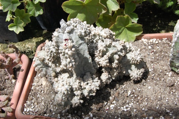 Коллекция Басараба Попа (Констанца, Румыния)