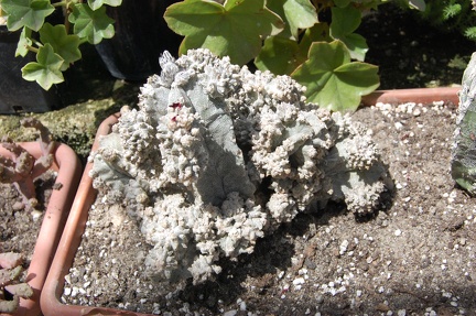 Коллекция Басараба Попа (Констанца, Румыния)