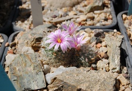 Mammillaria boolii