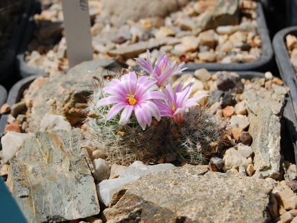 Mammillaria boolii