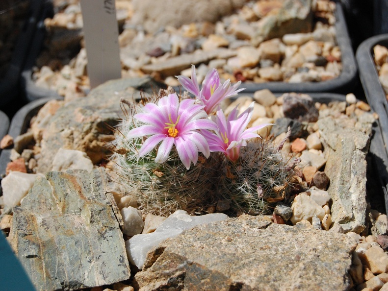 Mammillaria boolii