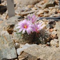 Mammillaria boolii